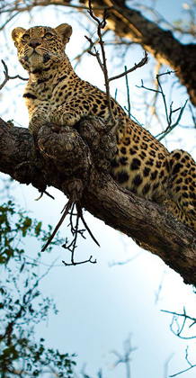 Safari Photo